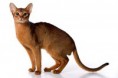 /album/abesinska-macka/abyssinian-cat-jpg/
