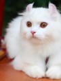 /album/american-curl/american-curl-cat-3-jpg/