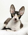 /album/cornish-rex/a54376afd78-68494679-o2-jpg/