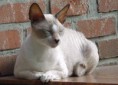 /album/cornish-rex/cornish-rex4-jpg/