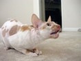 /album/cornish-rex/cornish-rex-killian-jpg/