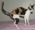 /album/cornish-rex/photo-cornish-rex-cat-korni-rex-30-jpg/