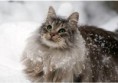 /album/norska-lesna-macka/izzy-norwegian-forest-cat430x300-jpg/