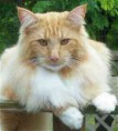 /album/norska-lesna-macka/norwegian-forest-cat1-jpg/