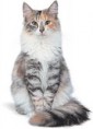 /album/norska-lesna-macka/norwegian-forest-cat2-jpg/