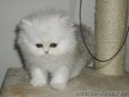 /album/perzska-macka/b1-18965-jpg/