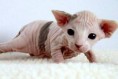 /album/sphynx/a250px-2-week-old-female-sphynx-suki-jpg/