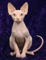 /album/sphynx/sphynxl-jpg/