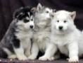 /album/aljassky-malamut/a3-jpg/