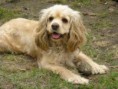 /album/americky-kokerspaniel/images88-jpeg/