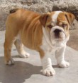 /album/anglicky-buldog/anglicky-buldok-2-jpg/