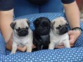 /album/mops/v-jpeg1/