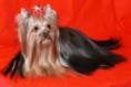/album/yorkshirsky-terier/jko-jpeg/